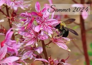 Summer 2024 Newsletter Icon Website 1